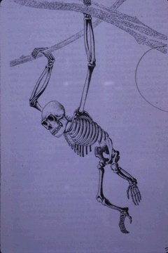 L'oreopithecus mentre compie la brachiazione (Contributo di Walter Scapigliati) 