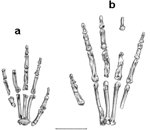 La mano dell'Oreopithecus Bambolii di Baccinello (Contributo di Walter Scapigliati) 